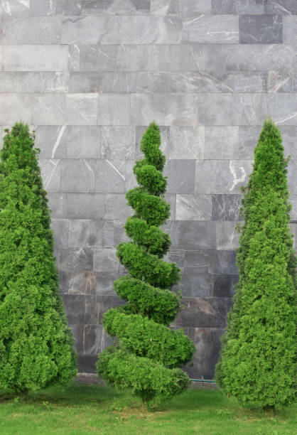 istock clipped thuja trees on the background of a gray stone wall 1335667873