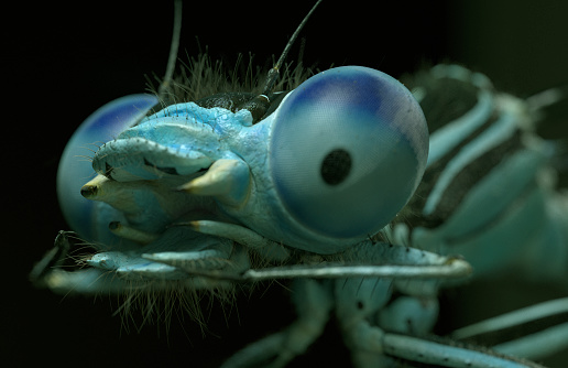 front view of a damselfly