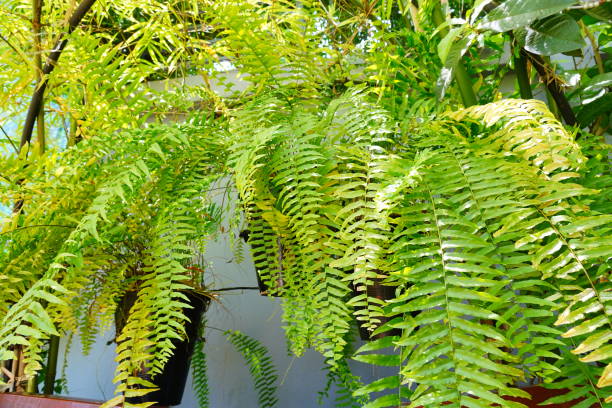 istock Vertical garden with tropical green leaf, 1335667959