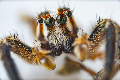 Jumping spider macro closeup on a green leaf and blue sky.