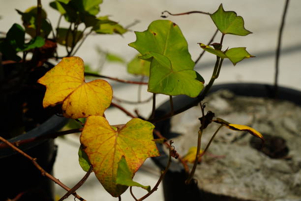 istock Japanese sweet potato plant is  withered 1335668225