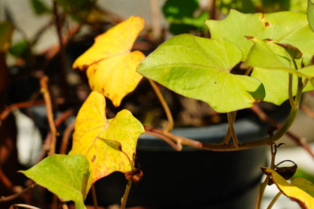 Close-up Japanese sweet potato plant is  withered