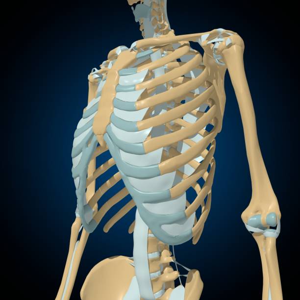 istock Human bones joints and ligaments Anatomy For Medical Concept 3D 1335668910