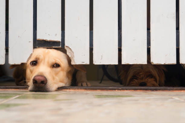 istock The Labrador Retriever mischievously bit the white picket fence and pulled its face out of the hole. looking at the camera with guilt.Behind there is a small Yorkshire Terrier. 1335672341