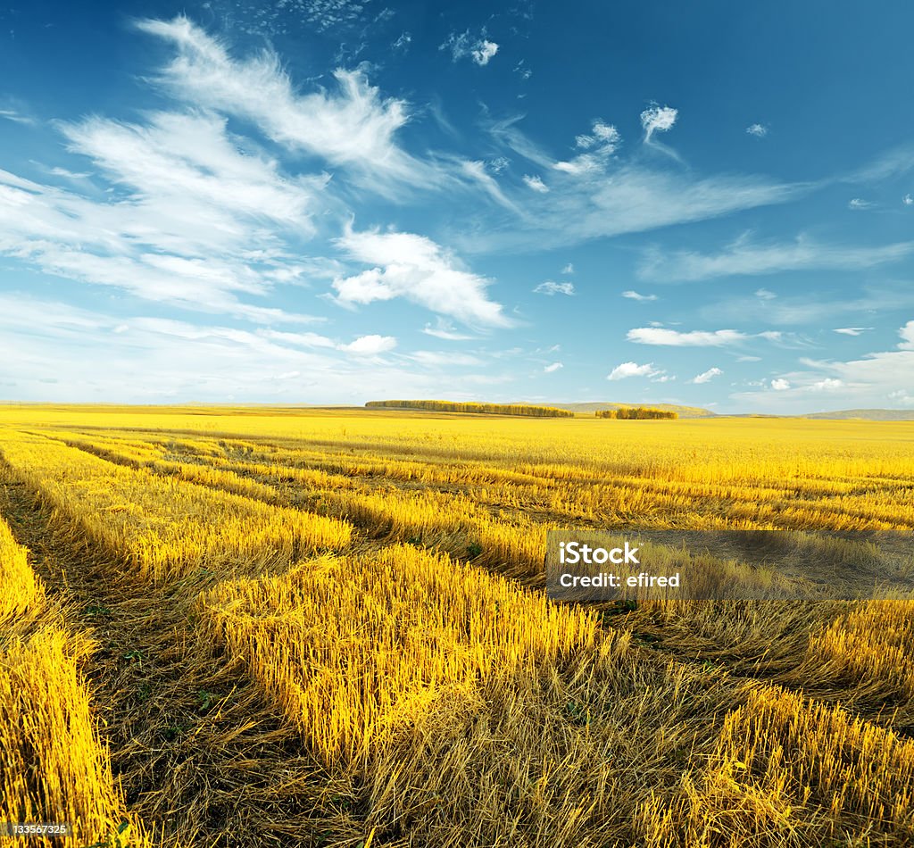 Autumn landscape Yellow harvest field. Autumn landscape. Agriculture Stock Photo