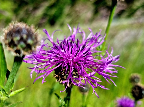 Greater Knapweed (Centaurea scabiosa) flowers with bees captured during springtime on a flower meadow near Zurich City.