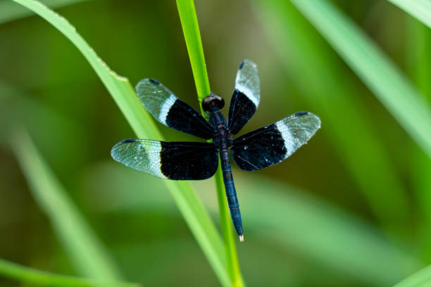 istock Black and white odonta or dragon fly from Western Ghats 1335673886