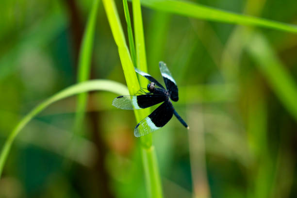 Black and white odonta or dragon fly from Western Ghats, Wayanad