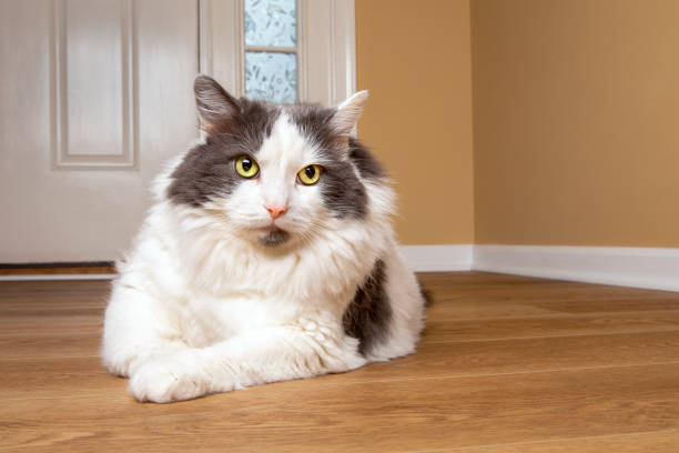 istock Pretty Indoor Cat on Floor by Door 1335675832