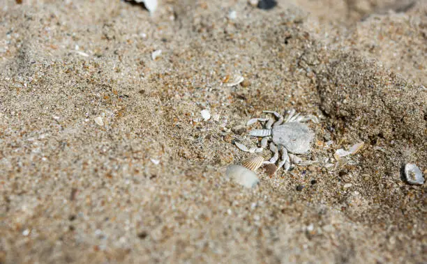 Photo of Crab skeleton