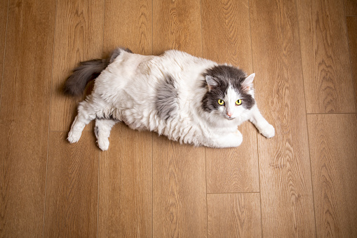 A large cat on a wood floor laying down and looking up.