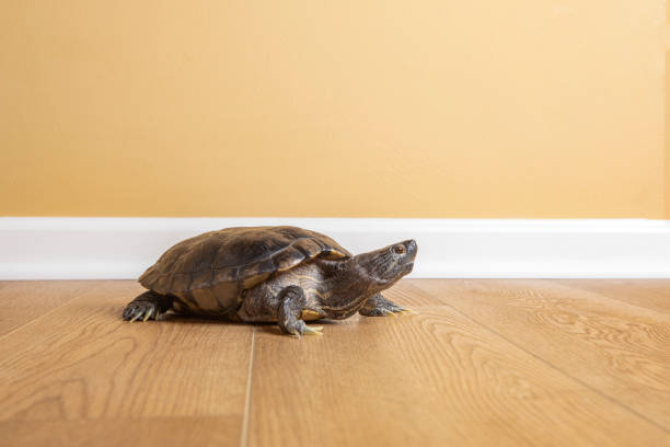 istock Old Pet Turtle Walking on Floor at Home 1335675960