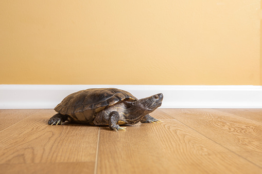 A 27+ year old pet Red Eared Slider turtle taking a walk on the floor of the home in which he lives.