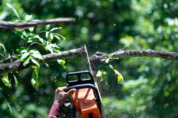 istock Man tree cutter with a small chainsaw, which is light and easy to carry. 1335677035