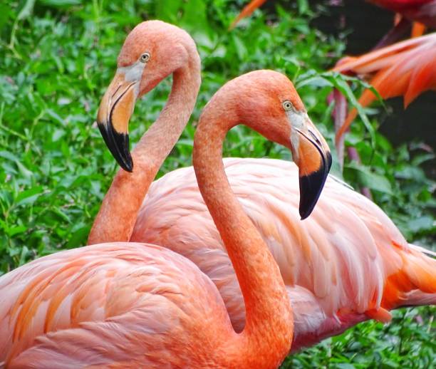 istock Pink Flamingos 1335677156