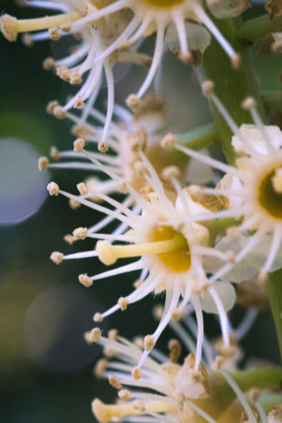 istock Close up of pollinating flower 1335677226