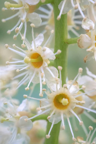 istock Close up of pollinating flower 1335677574