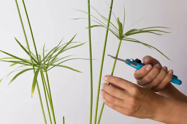Woman hands cutting umbrella of Cyperus plant for rooting using secateurs on white background