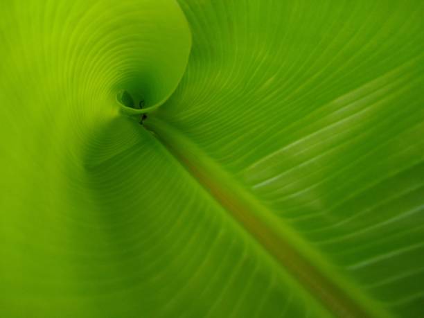 istock Curly banana leaf, green background 1335679227