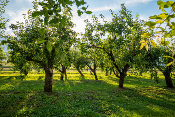 istock Fruit trees on a farm. Apple and pear fruit trees on a farm 1335680054
