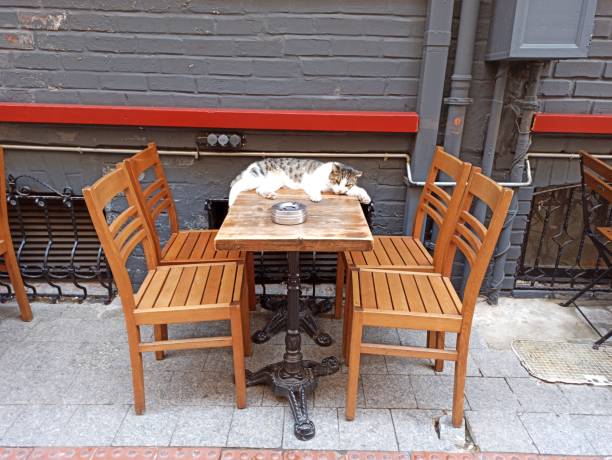 istock Stray Cat sleeping on restaurant table in street at Istanbul turkey 1335680077