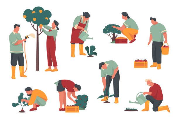 People or characters pick harvest or crop. People or characters pick harvest or crop. Gardener or farmer gathering a ripe crop from the field or garden, watering and planting garden bed. Farming or agricultural activity, harvesting season plantation stock illustrations