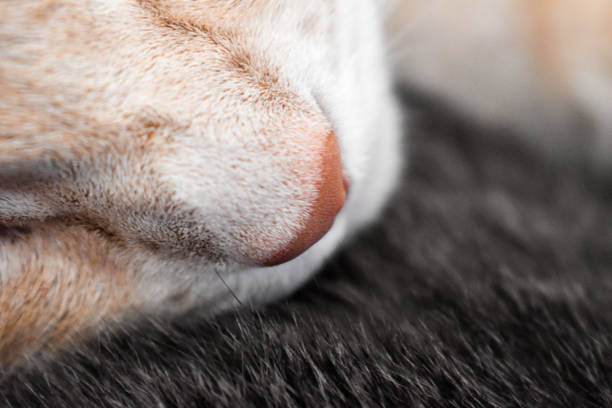 istock Ginger cat's nose close up 1335684044