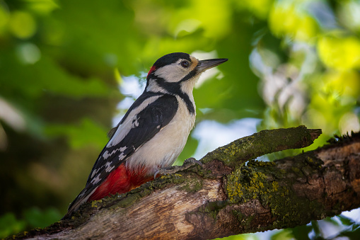 Mal great spotted woodpecker climbing on a tree stump covered with moss