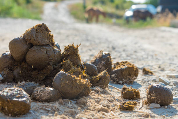 uma pilha de esterco de cavalo na estrada. close-up. um cavalo é visível contra um fundo desfocado - horse dung - fotografias e filmes do acervo