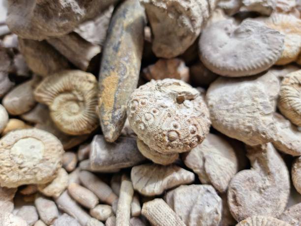 istock Ammonite and Sea Urchin Fossils 1335685341