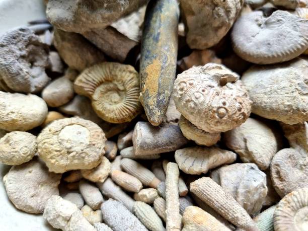 istock Ammonite and Sea Urchin Fossils 1335685346