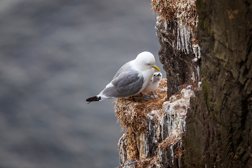 Kittiwake at nest with chick