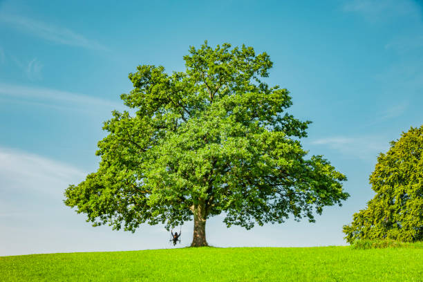 Green tree on a hill in natural landscape