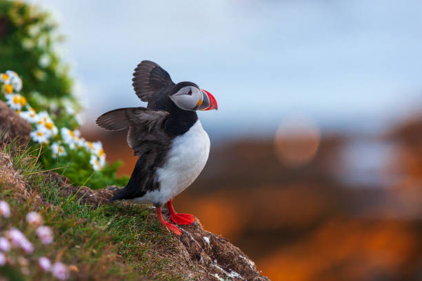 Iceland, Latrabjarg, Westfjords - Iceland, Arctic, Europe