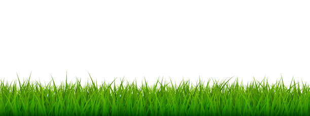 ilustraciones, imágenes clip art, dibujos animados e iconos de stock de vector verde brillante borde de hierba sin costura realista aislado sobre fondo blanco - turf