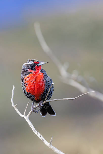 istock Long-tailed Meadowlark, Sturnella loyca bird from patagonia 1335687920