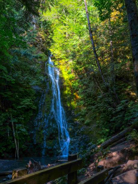 istock Waterfall in Olympic National Park 1335688832