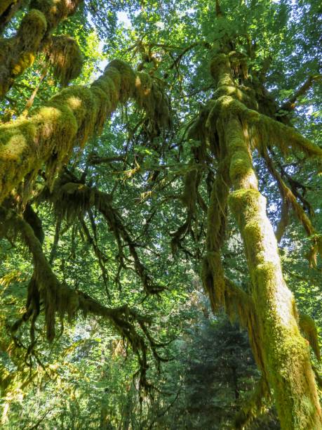 istock Majestic Hoh Rainforest in Olympic National Park 1335689106