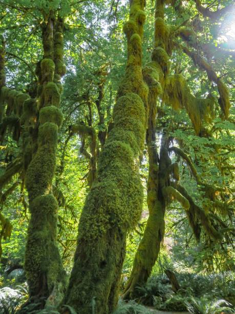 istock Majestic Hoh Rainforest in Olympic National Park 1335689107