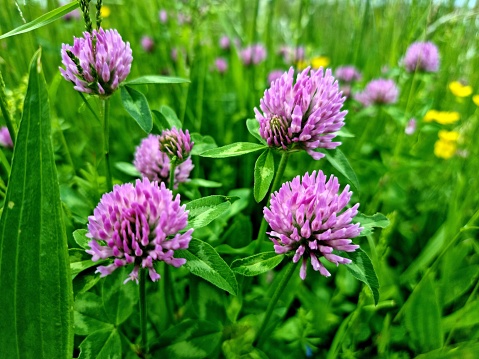 Red Clower on a wildflower meadow captured during springtime.