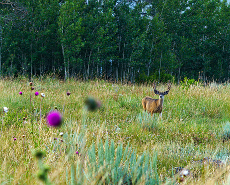 Velvet Antlers Mule Deer Wildlife Photo - Wild animal in natural high sagebrush and aspen habitat in meadow grazing. Male deer with large rack of velveteen antlers.