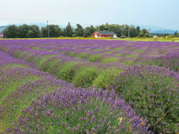 fattoria della lavanda a sequim - autumn clock roof colors foto e immagini stock