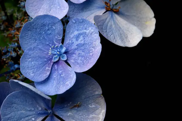 A blue hydrangea flower with water drops close up.