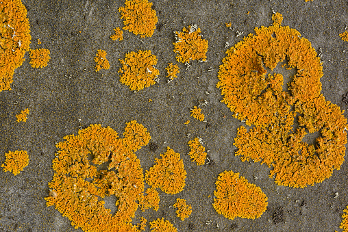 An image of orange lichen on he back of a gravestone in Cape Cod.An image of orange lichen on the back of a gravestone in Cape Cod.