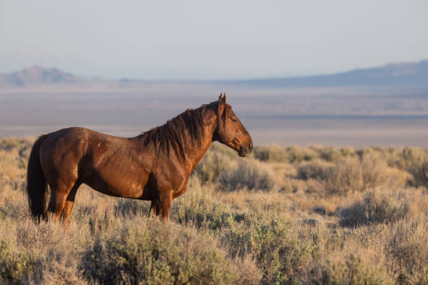 istock Wild Horse in the Utah Desert 1335692594
