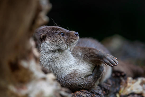 European Otter (Lutra lutra) is relaxing at tree root on the water