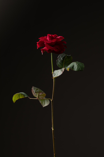 Rose on Black Background – Red Flower, High Resolution Photography, Detail of Petals, Thorny Leaves and Stem – Iconic, Elegant Shape