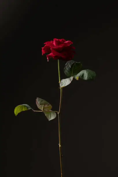 Photo of Rose on Black Background – Red Flower, High Resolution