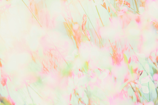 Flowers and plants bright toned pink green soft pastel color