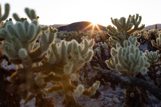 istock Sunset over cholla cacti in Joshua Tree National Park 1335694114